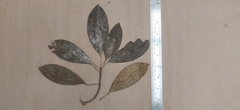 Acronychia pedunculata