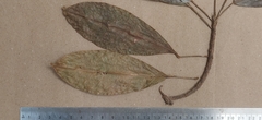 Acronychia pedunculata