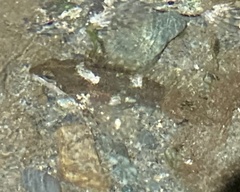 Clinocottus acuticeps