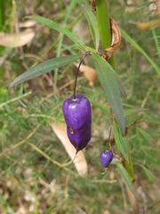 Billardiera macrantha