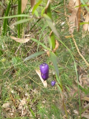 Billardiera macrantha