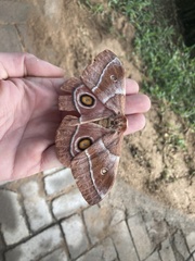Gonimbrasia belina