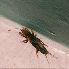 Gryllotalpa africana