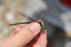 Planaeschna shanxiensis