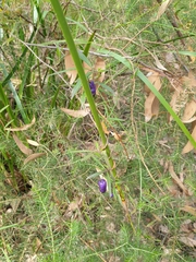 Billardiera macrantha