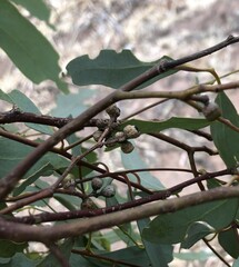 Eucalyptus microcarpa