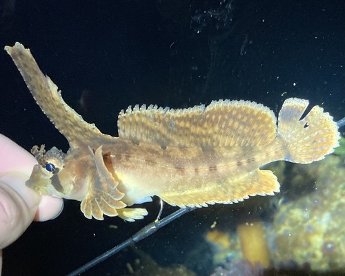 Sailfin sculpin (Nautichthys oculofasciatus) — Hemitripteridae — 3