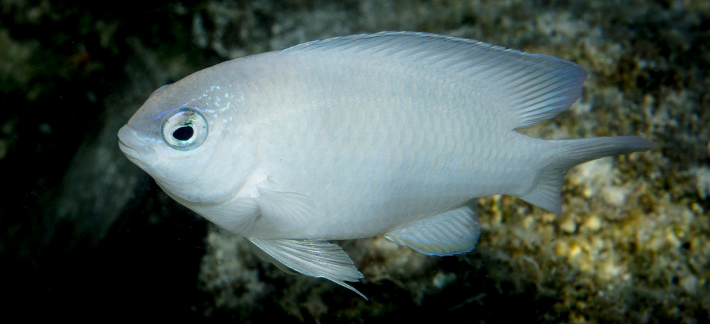 Saksono's damsel (Pomacentrus saksonoi) — Pomacentridae
