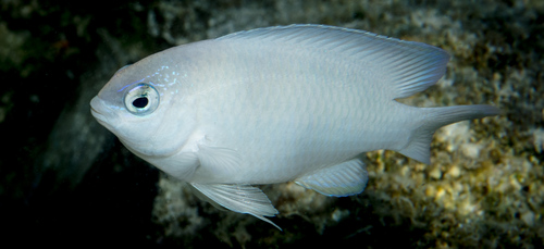 Saksono's damsel (Pomacentrus saksonoi) — Pomacentridae