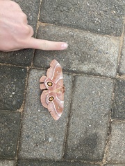 Gonimbrasia belina