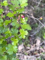 Ribes californicum