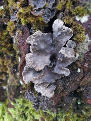 Lobaria anomala