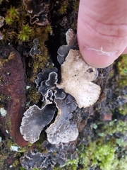 Lobaria anomala