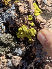 Acarosporaceae