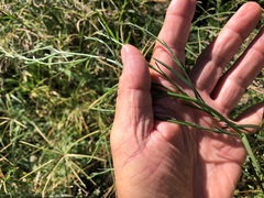 Symphyotrichum subulatum