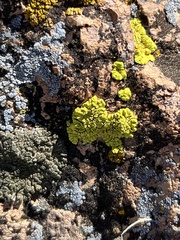 Acarosporaceae
