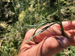 Symphyotrichum subulatum