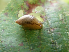 Succinea putris