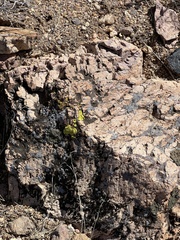 Acarosporaceae
