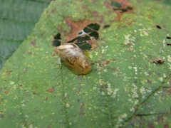 Succinea putris