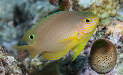 Pomacentrus amboinensis