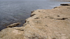 Phycothais reticulata