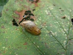 Succinea putris