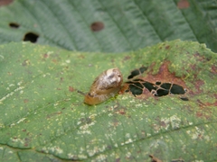 Succinea putris