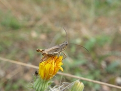 Chorthippus macrocerus