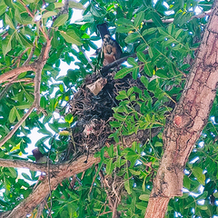 Turdus olivaceus olivaceus