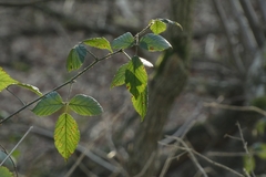 Rubus