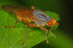 Scathophaga inquinata