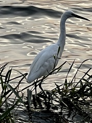 Egretta garzetta
