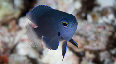 Pomacentrus brachialis