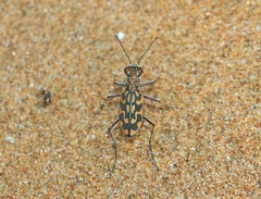 Lophyra cancellata