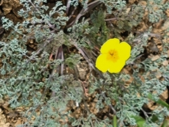 Eschscholzia ramosa