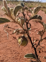Solanum chippendalei