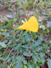 Narcissus bulbocodium