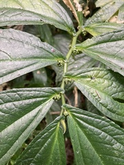 Elatostema platyphyllum