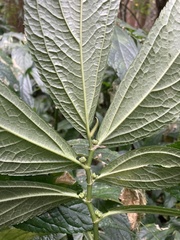 Elatostema platyphyllum