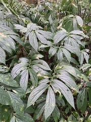 Elatostema platyphyllum