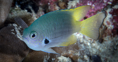 Pomacentrus nigromarginatus