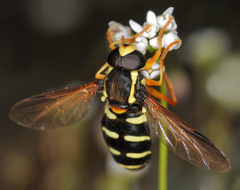 Xanthogramma citrofasciatum