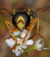 Xanthogramma citrofasciatum