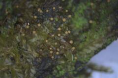 Cribraria macrocarpa