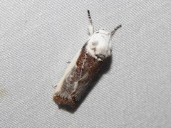 Cryptophasa albacosta