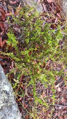 Acacia hispidula