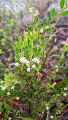 Acacia hispidula