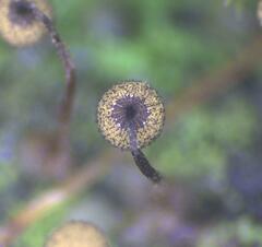 Cribraria macrocarpa