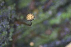 Cribraria macrocarpa